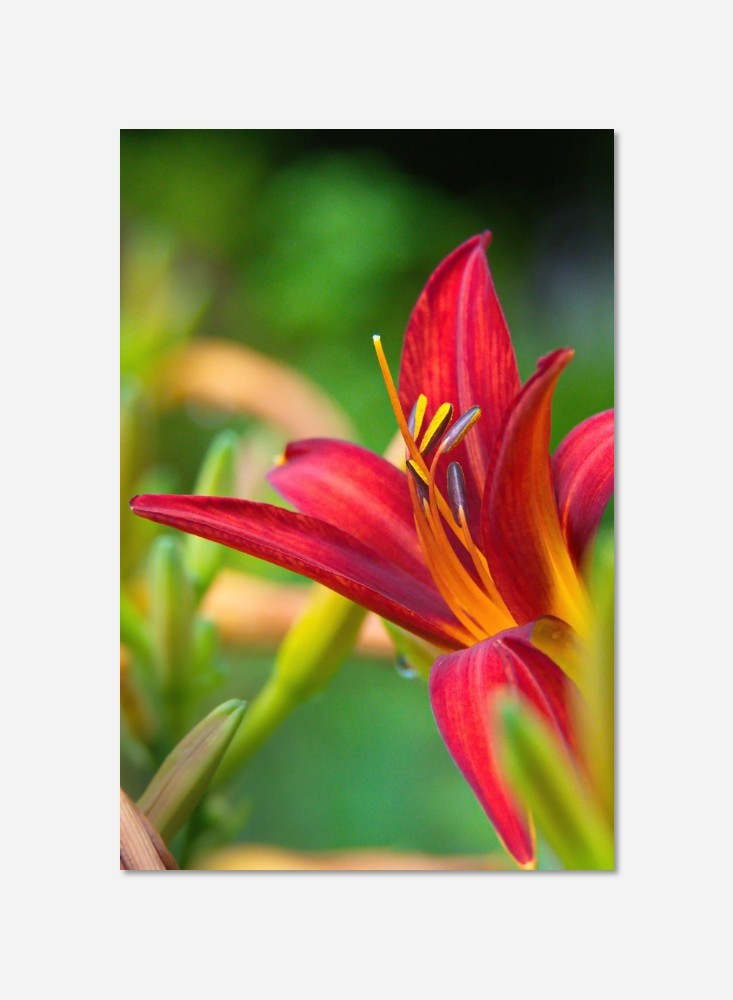 Fleur