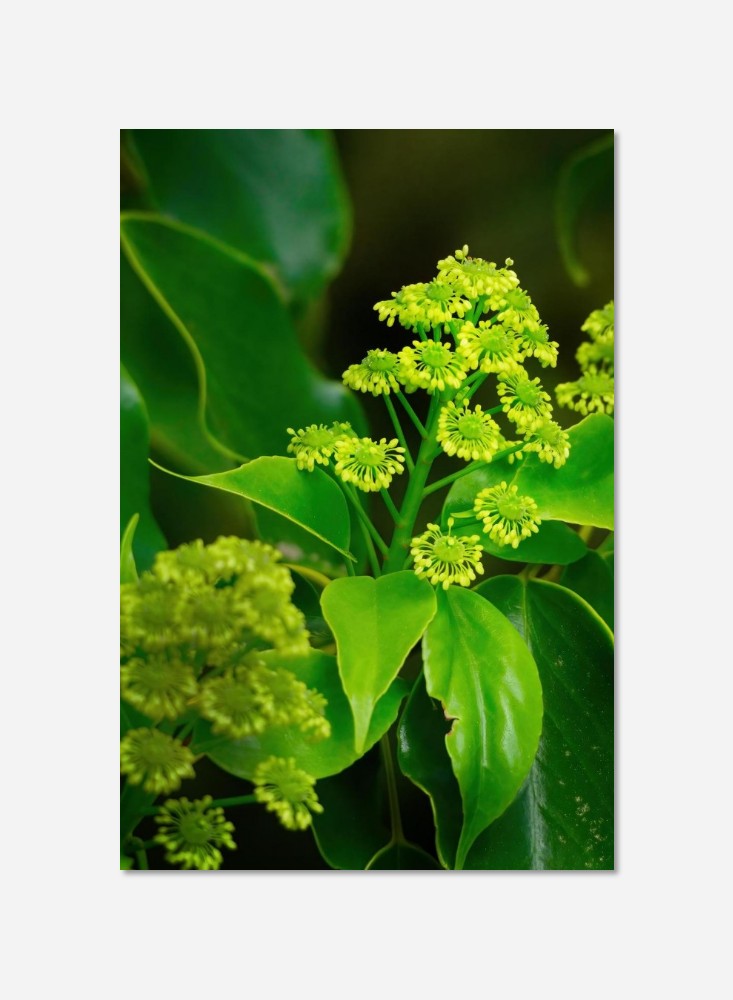 Fleurs