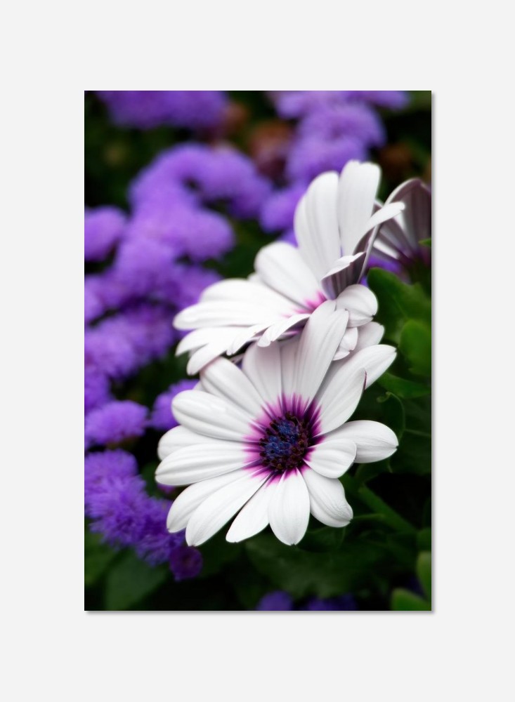 Fleurs