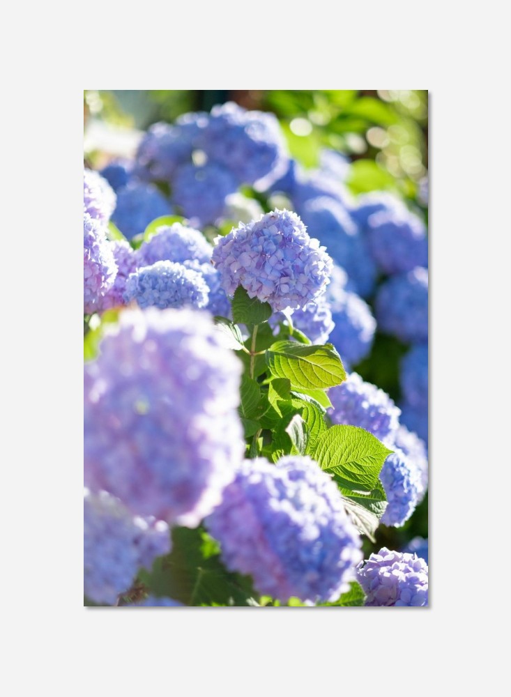 Fleurs
