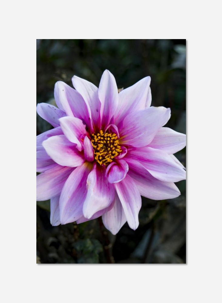 Fleur