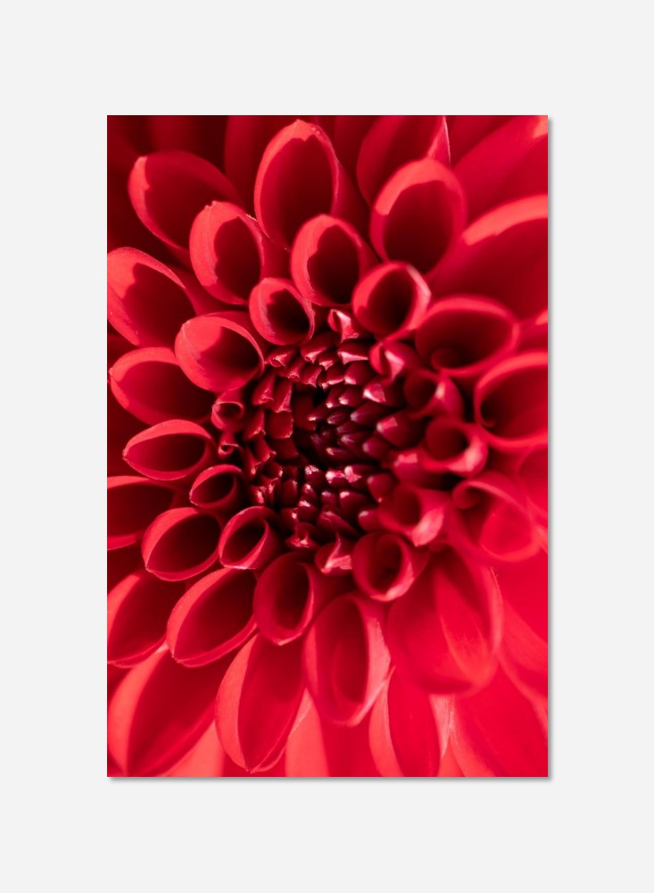 Fleur