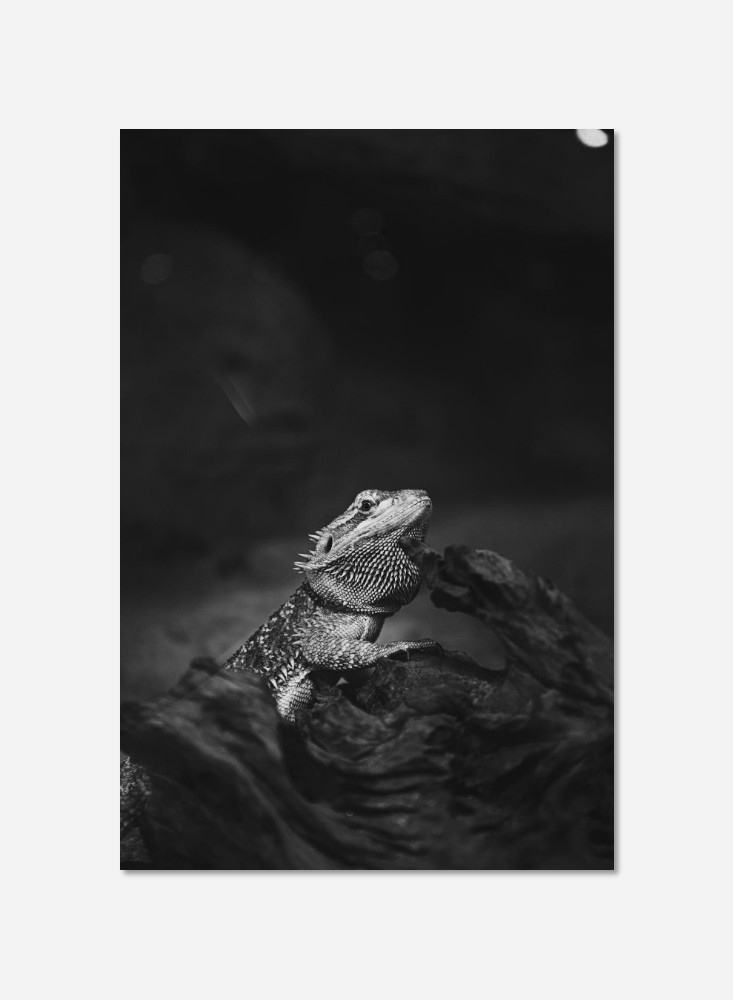 Lézard
