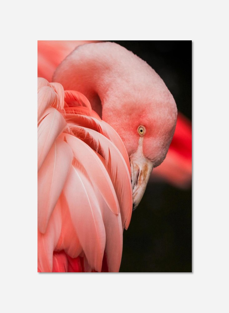 Flamant rose