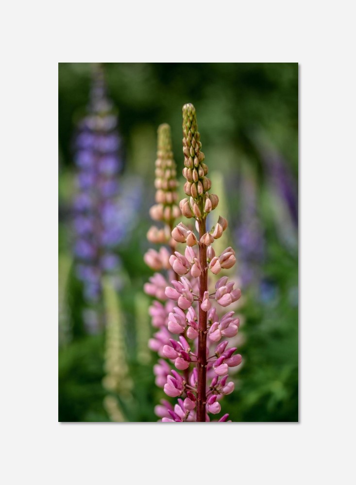 Lupin des jardins