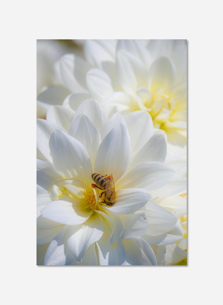 Fleurs