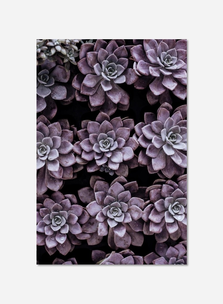 Plantes