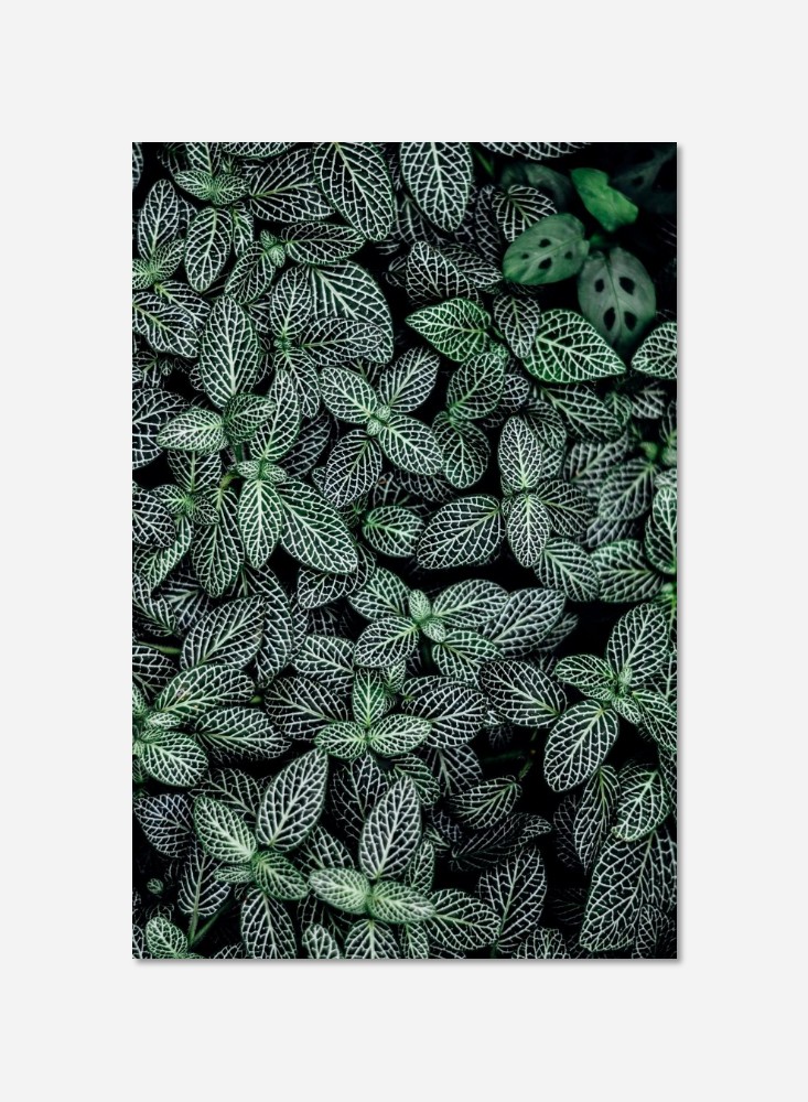 Feuilles