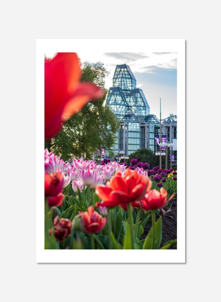 Harmonie Florale